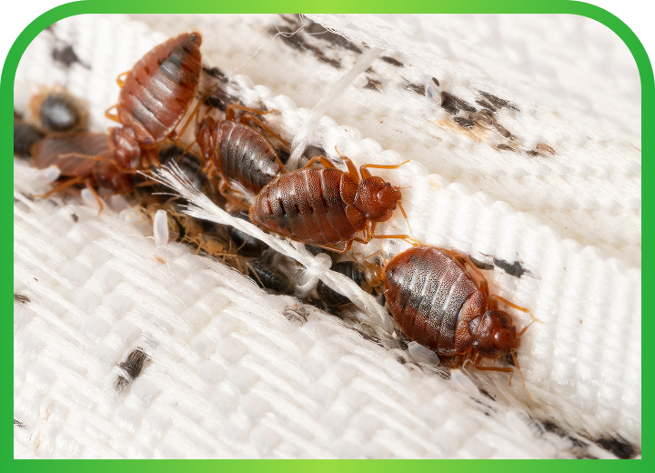 Bed Bug Control