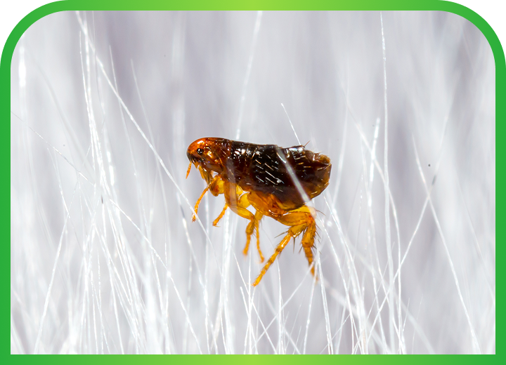 Flea & Tick Control