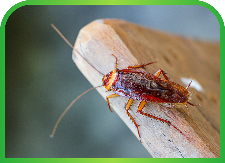 Cockroach Control