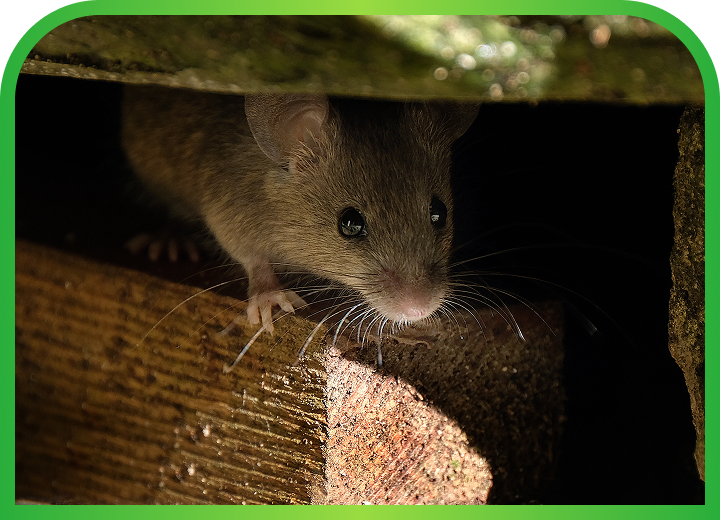 Rodent Control