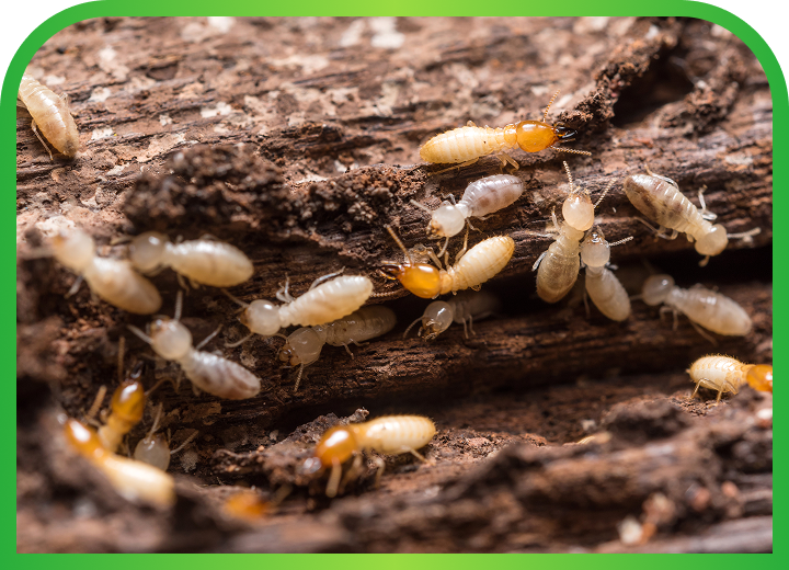 Termite Control