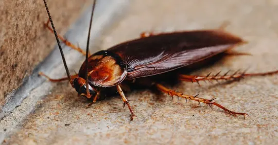 A cockroach