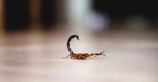 A scorpion