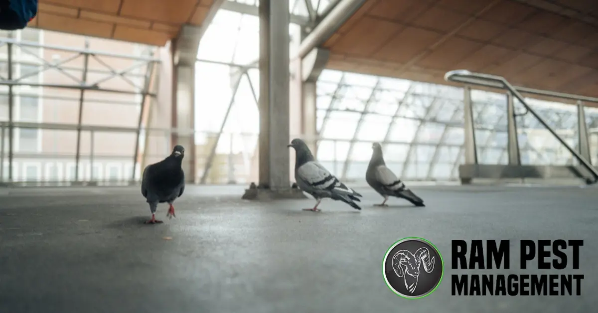 Effective Bird Management for Homes and Businesses